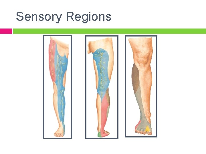 Sensory Regions 