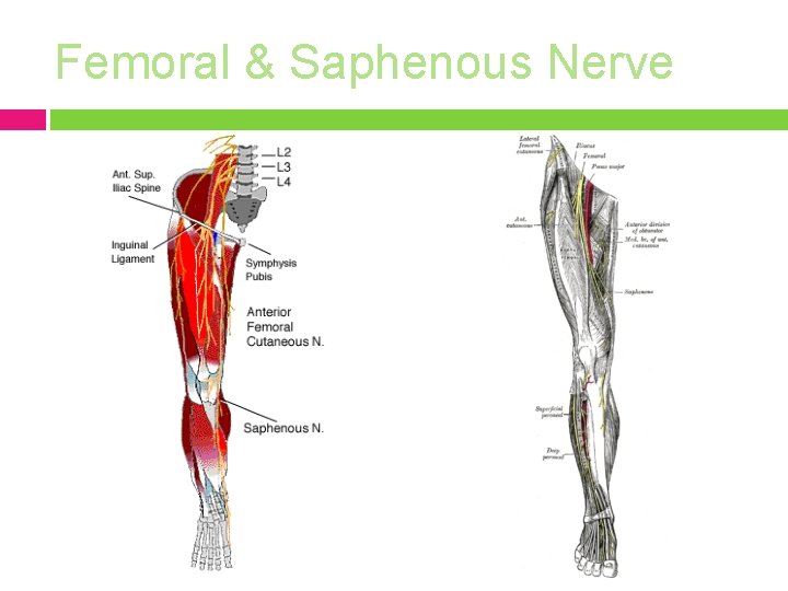 Femoral & Saphenous Nerve 
