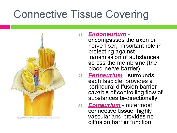 Connective Tissue Covering 1) 2) 3) Endoneurium encompasses the axon or nerve fiber; important