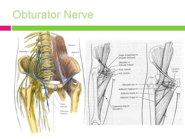 Obturator Nerve 