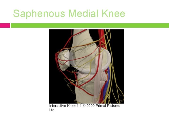 Saphenous Medial Knee 