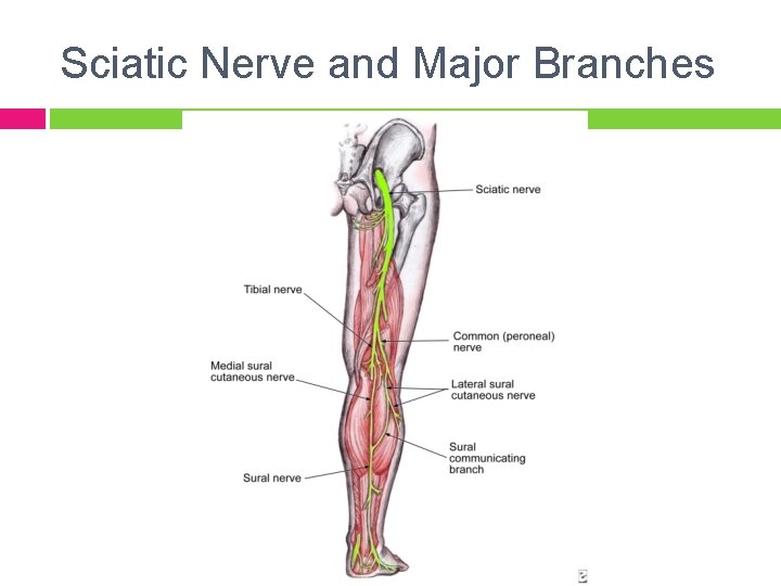 Sciatic Nerve and Major Branches 