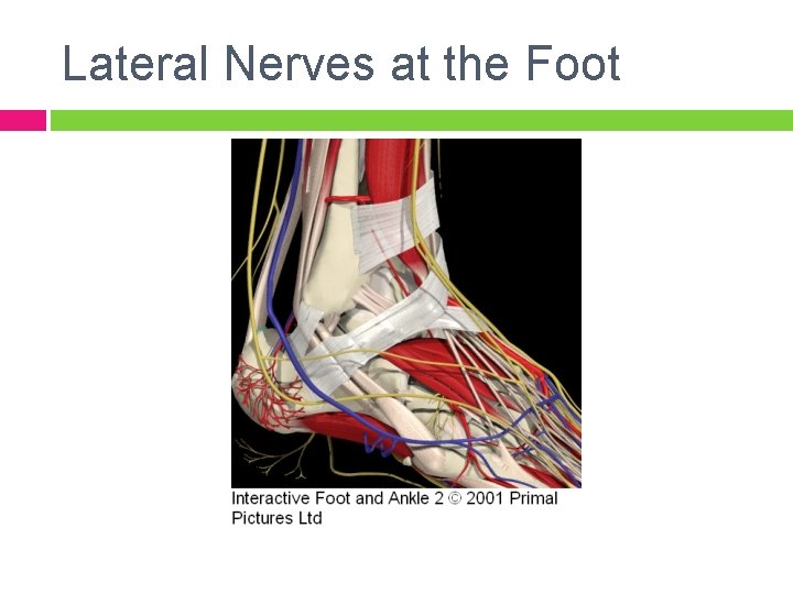 Lateral Nerves at the Foot 