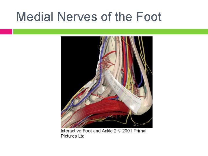 Medial Nerves of the Foot 