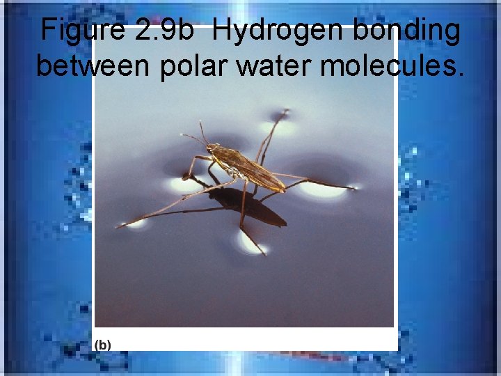Figure 2. 9 b Hydrogen bonding between polar water molecules. 