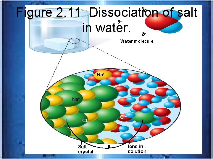 Figure 2. 11 Dissociation of salt in water. H – + O H +