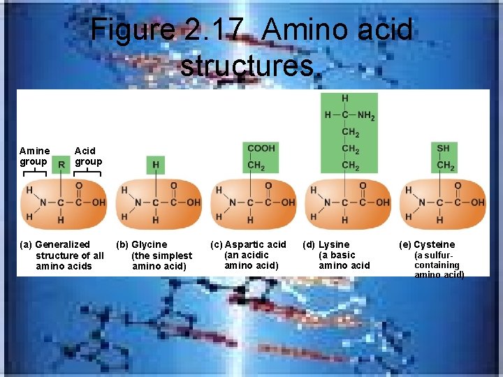 Figure 2. 17 Amino acid structures. Amine group Acid group (a) Generalized structure of