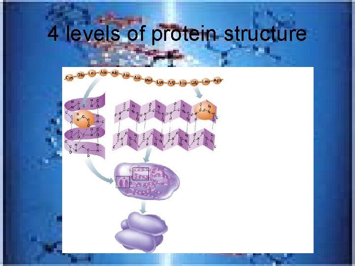 4 levels of protein structure 