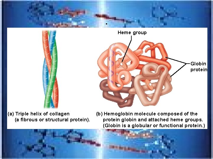. Heme group Globin protein (a) Triple helix of collagen (a fibrous or structural