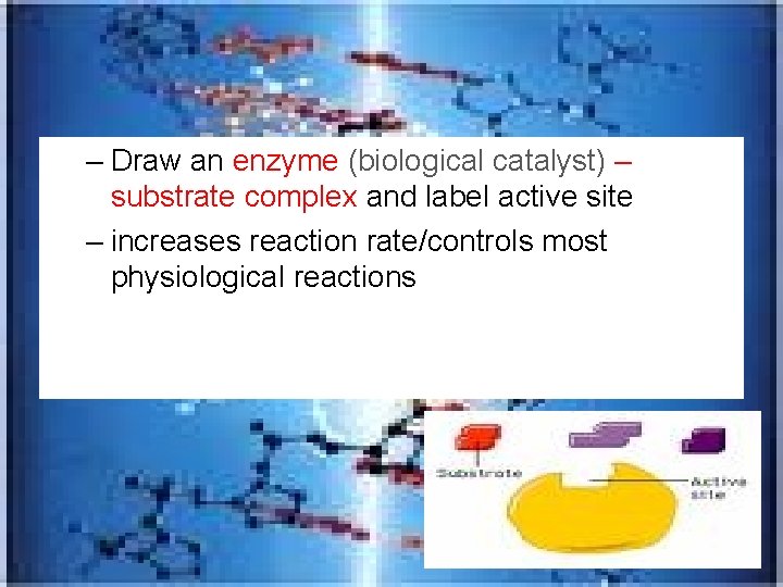 – Draw an enzyme (biological catalyst) – substrate complex and label active site –