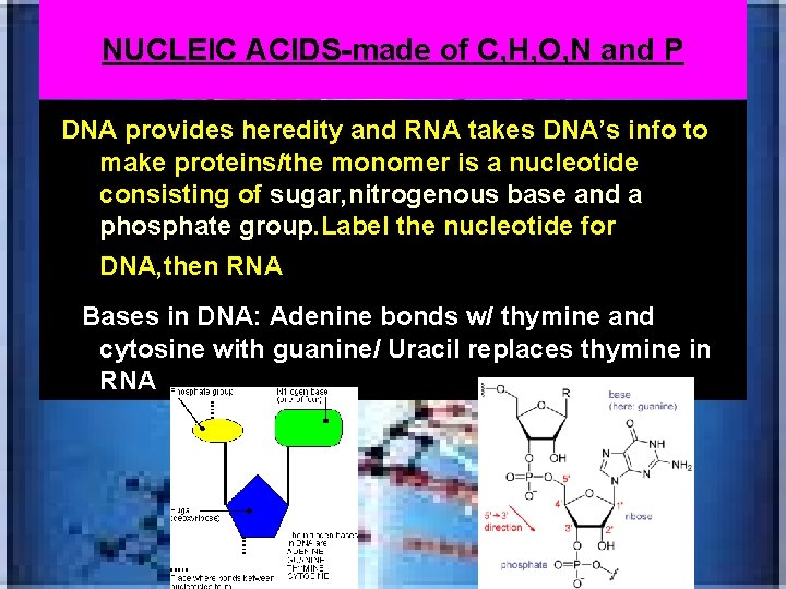 NUCLEIC ACIDS-made of C, H, O, N and P *DNA provides heredity and RNA
