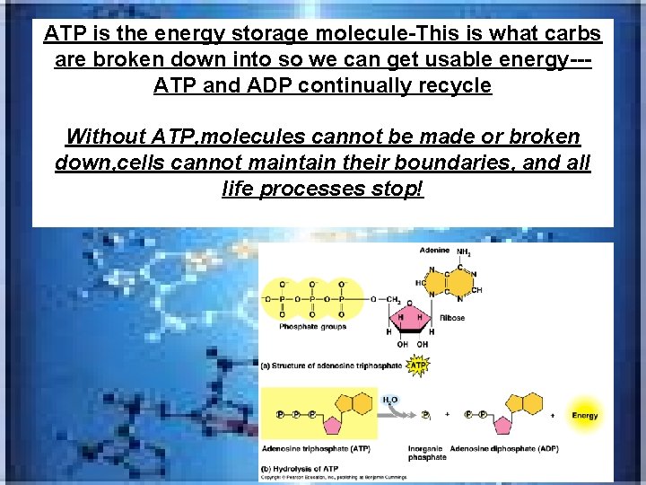 ATP is the energy storage molecule-This is what carbs are broken down into so