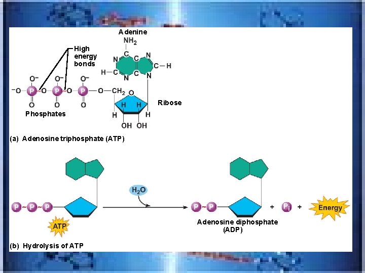 Adenine High energy bonds Ribose Phosphates (a) Adenosine triphosphate (ATP) Adenosine diphosphate (ADP) (b)