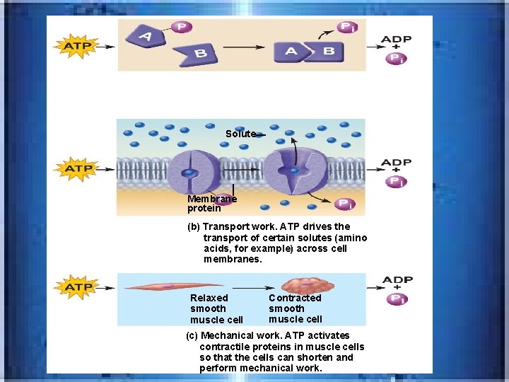 Solute Membrane protein (b) Transport work. ATP drives the transport of certain solutes (amino