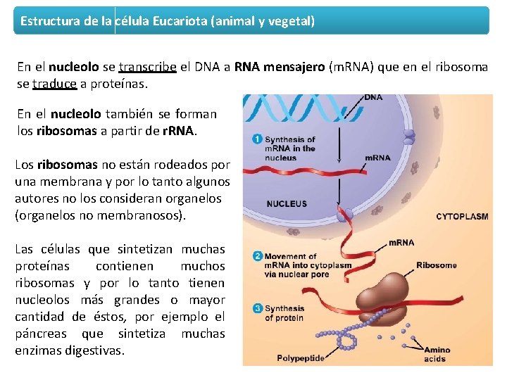 Estructura de la célula Eucariota (animal y vegetal) En el nucleolo se transcribe el