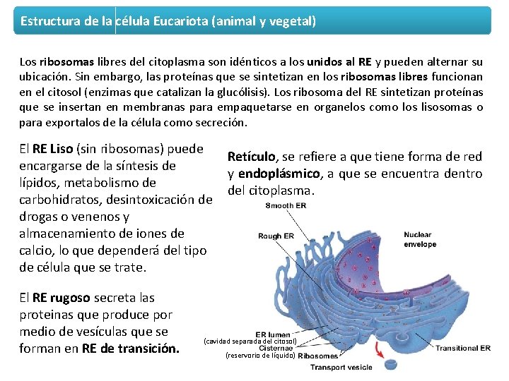 Estructura de la célula Eucariota (animal y vegetal) Los ribosomas libres del citoplasma son