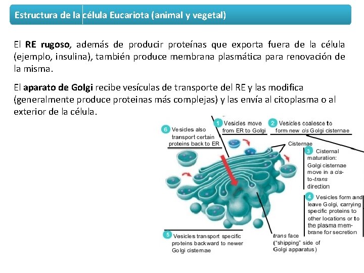 Estructura de la célula Eucariota (animal y vegetal) El RE rugoso, además de producir