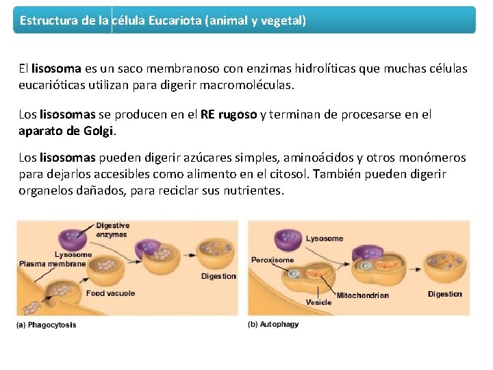 Estructura de la célula Eucariota (animal y vegetal) El lisosoma es un saco membranoso