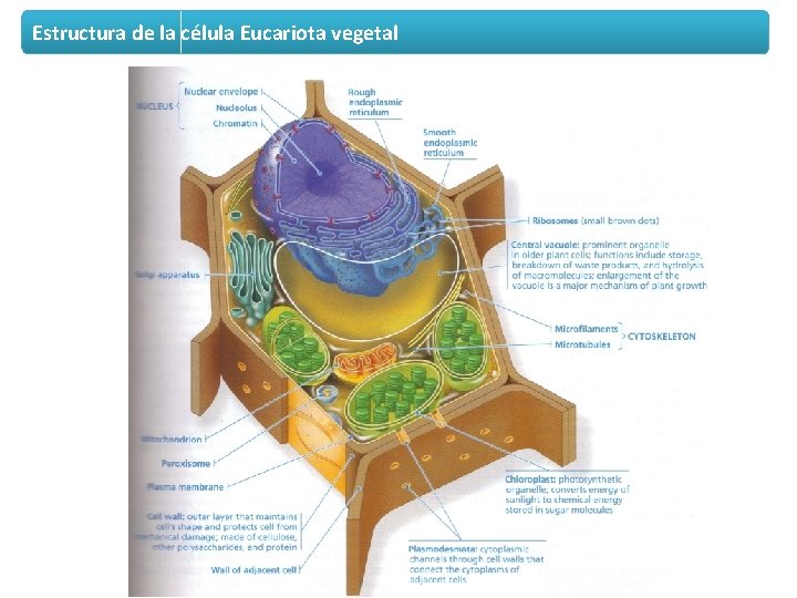 Estructura de la célula Eucariota vegetal 