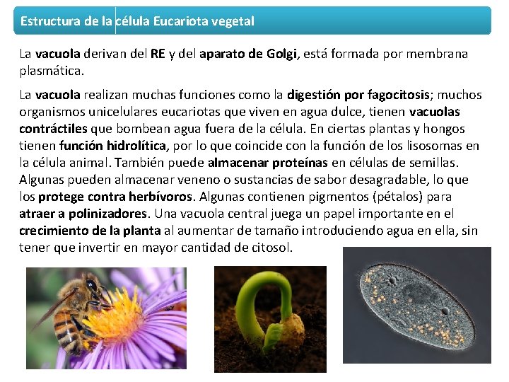 Estructura de la célula Eucariota vegetal La vacuola derivan del RE y del aparato