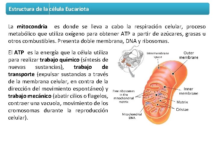 Estructura de la célula Eucariota La mitocondria es donde se lleva a cabo la