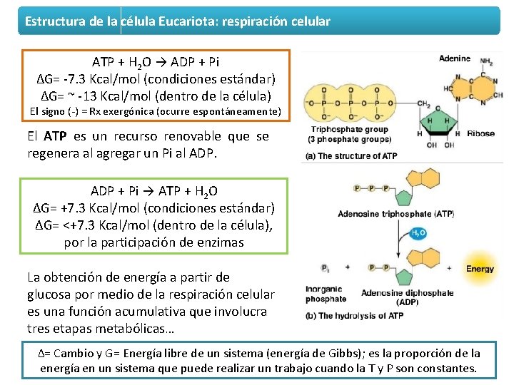 Estructura de la célula Eucariota: respiración celular ATP + H 2 O → ADP