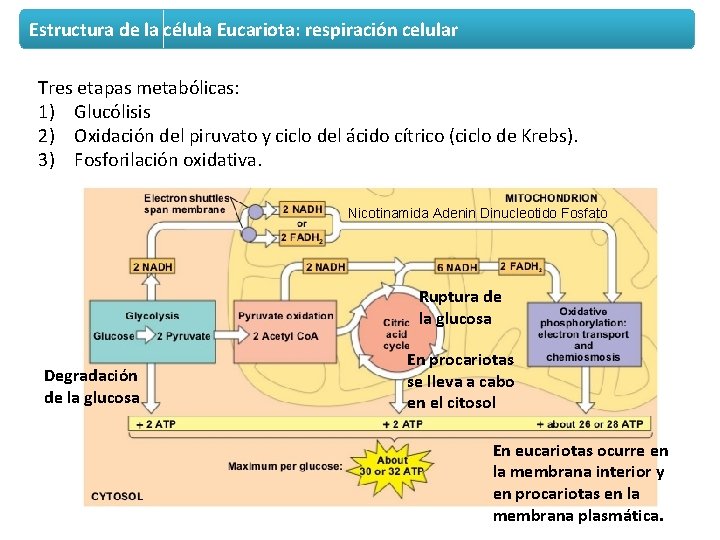 Estructura de la célula Eucariota: respiración celular Tres etapas metabólicas: 1) Glucólisis 2) Oxidación