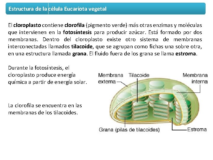 Estructura de la célula Eucariota vegetal El cloroplasto contiene clorofila (pigmento verde) más otras