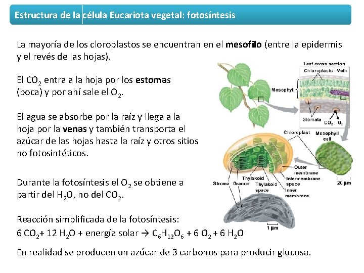 Estructura de la célula Eucariota vegetal: fotosíntesis La mayoría de los cloroplastos se encuentran