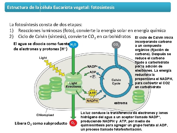 Estructura de la célula Eucariota vegetal: fotosíntesis La fotosíntesis consta de dos etapas: 1)