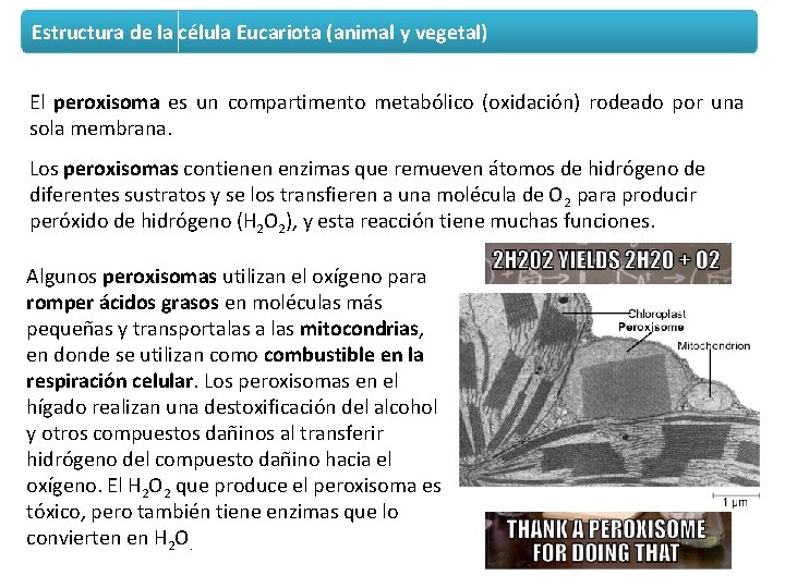 Estructura de la célula Eucariota (animal y vegetal) El peroxisoma es un compartimento metabólico