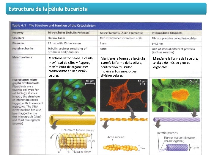 Estructura de la célula Eucariota Mantiene la forma de la célula, movilidad de cilios