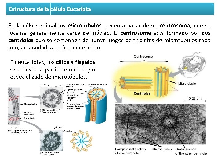 Estructura de la célula Eucariota En la célula animal los microtúbulos crecen a partir