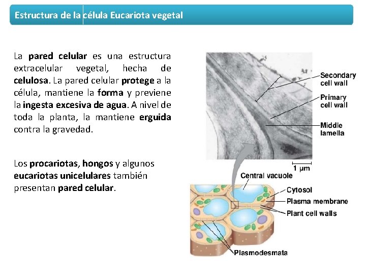 Estructura de la célula Eucariota vegetal La pared celular es una estructura extracelular vegetal,