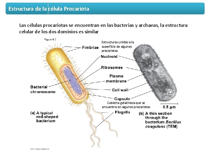 Estructura de la célula Procariota Las células procariotas se encuentran en las bacterias y