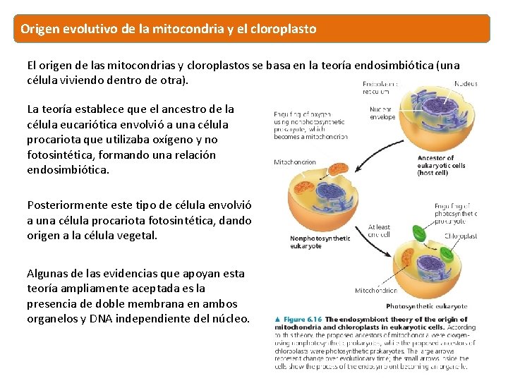 Origen evolutivo de la mitocondria y el cloroplasto El origen de las mitocondrias y