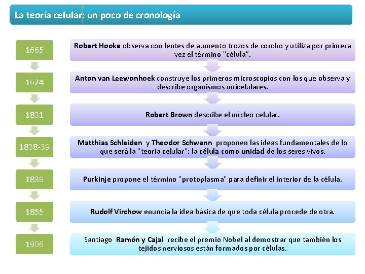 La teoría celular: un poco de cronología 1665 Robert Hooke observa con lentes de