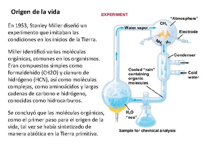 Origen de la vida En 1953, Stanley Miller diseñó un experimento que imitaban las