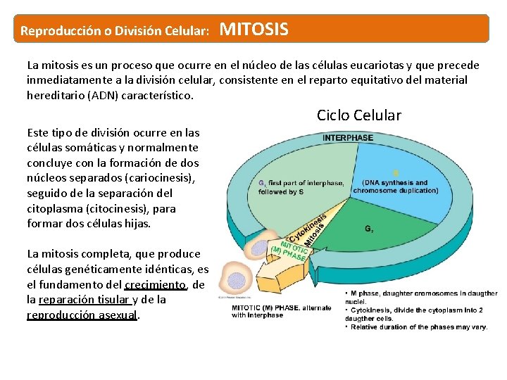 Reproducción o División Celular: MITOSIS La mitosis es un proceso que ocurre en el