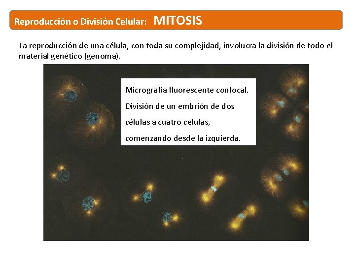 Reproducción o División Celular: MITOSIS La reproducción de una célula, con toda su complejidad,