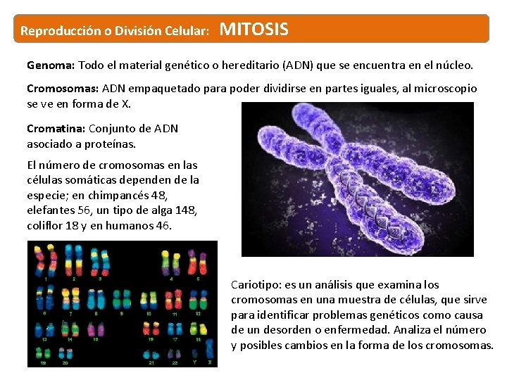 Reproducción o División Celular: MITOSIS Genoma: Todo el material genético o hereditario (ADN) que