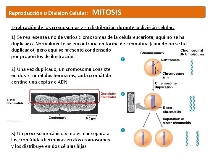 Reproducción o División Celular: MITOSIS Duplicación de los cromosomas y su distribución durante la