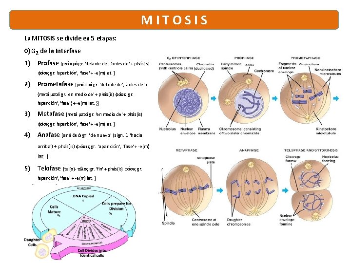 M I T O S I S La MITOSIS se divide en 5 etapas: