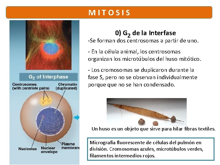 M I T O S I S 0) G 2 de la Interfase -Se