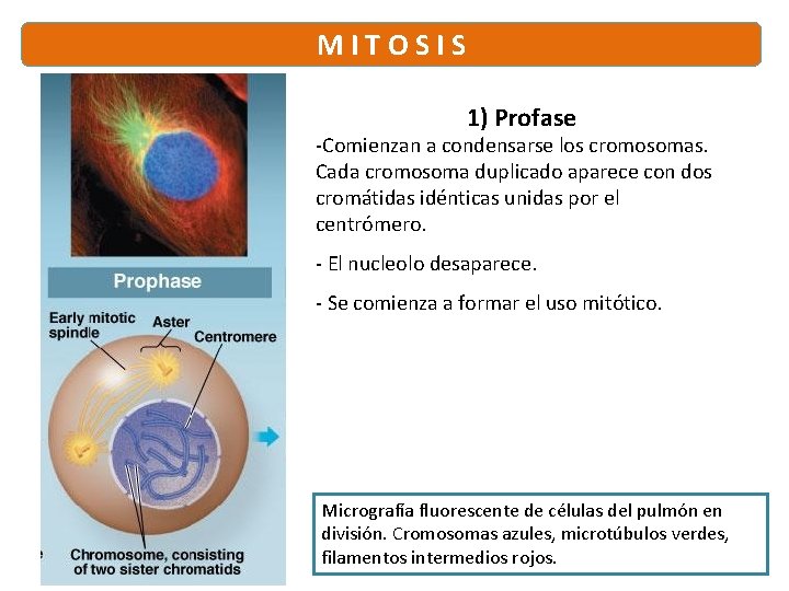 M I T O S I S 1) Profase -Comienzan a condensarse los cromosomas.