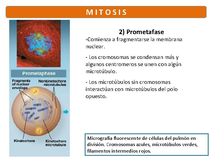 M I T O S I S 2) Prometafase -Comienza a fragmentarse la membrana