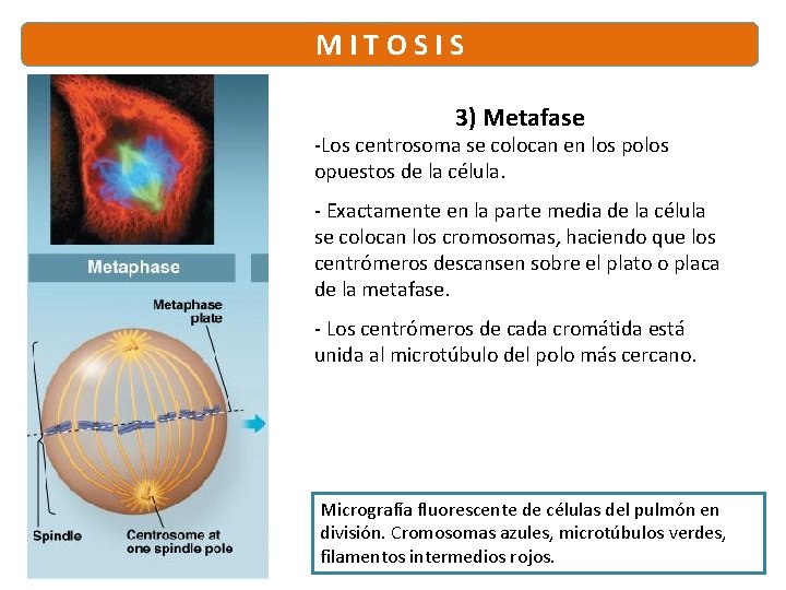 M I T O S I S 3) Metafase -Los centrosoma se colocan en