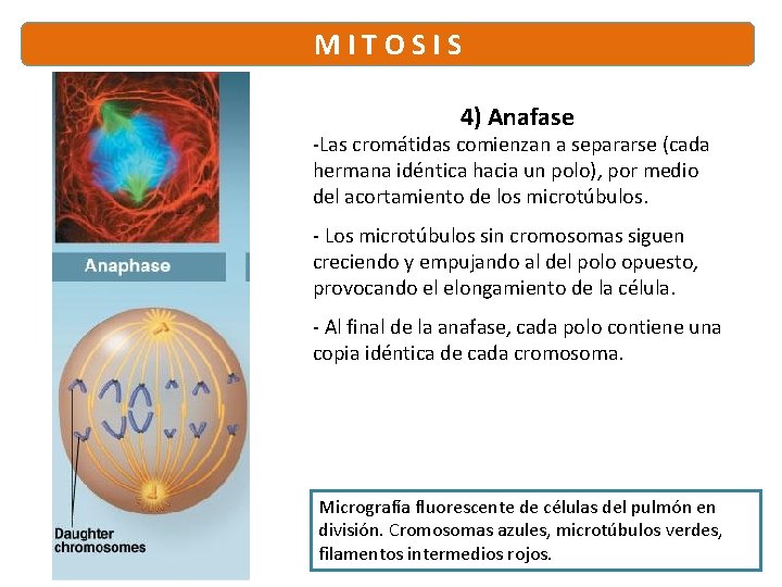M I T O S I S 4) Anafase -Las cromátidas comienzan a separarse