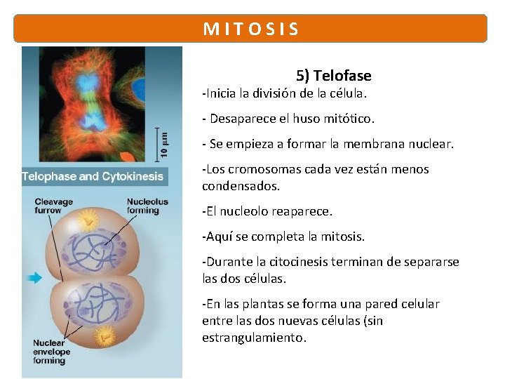 M I T O S I S 5) Telofase -Inicia la división de la