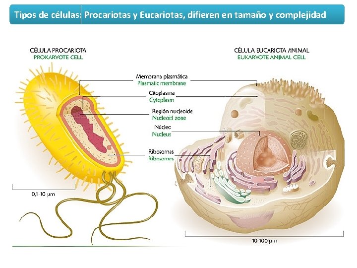 Tipos de células: Procariotas y Eucariotas, difieren en tamaño y complejidad 